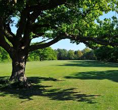 Image result for Wimbledon Common Golf Club