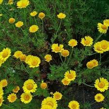 Attēlu rezultāti vaicājumam “Anthemis tinctoria leaf”