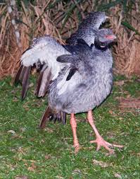 Attēlu rezultāti vaicājumam “Anseriformes”