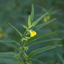 Attēlu rezultāti vaicājumam “Melampyrum sylvaticum leaf”