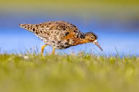 Attēlu rezultāti vaicājumam “Philomachus pugnax adult”