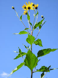 Attēlu rezultāti vaicājumam “Helianthus tuberosus flower”