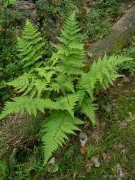 Attēlu rezultāti vaicājumam “Dryopteris carthusiana”