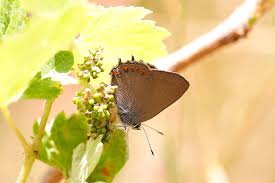 Attēlu rezultāti vaicājumam “Satyrium ilicis”