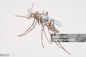 Attēlu rezultāti vaicājumam “Nematocera”