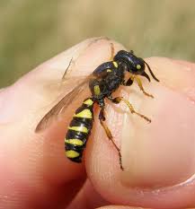 Attēlu rezultāti vaicājumam “Cerceris arenaria”