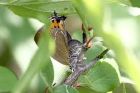 Attēlu rezultāti vaicājumam “Satyrium pruni underside”