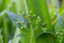 Attēlu rezultāti vaicājumam “Solanum dulcamara leaf”