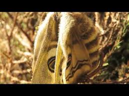 Attēlu rezultāti vaicājumam “Saturnia pavonia cocoon”