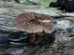 Attēlu rezultāti vaicājumam “Pluteus umbrosus”