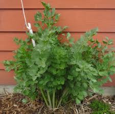 Attēlu rezultāti vaicājumam “Levisticum officinale”