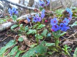 Attēlu rezultāti vaicājumam “Pulmonaria obscura leaf”