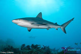 Image result for Carcharhinus