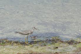 Image result for Tringa brevipes