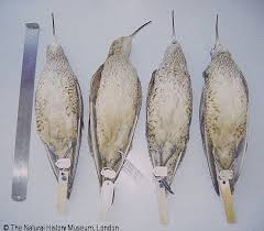 Image result for Numenius borealis