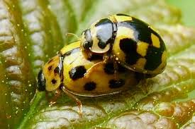 Attēlu rezultāti vaicājumam “Propylea quatuordecimpunctata”