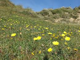 Attēlu rezultāti vaicājumam “Pilosella officinarum”