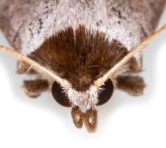 Attēlu rezultāti vaicājumam “Lygephila viciae”