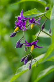 Attēlu rezultāti vaicājumam “Solanum dulcamara flower”