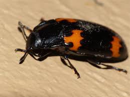 Attēlu rezultāti vaicājumam “Erotylidae”