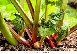 Attēlu rezultāti vaicājumam “Rheum rhabarbarum fruit”