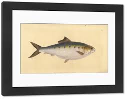 Image result for Alosa alosa