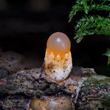 Attēlu rezultāti vaicājumam “Sphaerobolus stellatus”