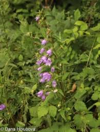 Attēlu rezultāti vaicājumam “Campanula trachelium bud”