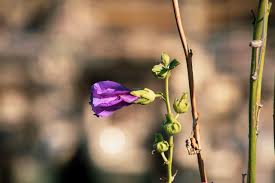 Attēlu rezultāti vaicājumam “Alcea rosea bud”