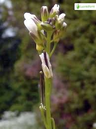 Attēlu rezultāti vaicājumam “Arabis hirsuta flower”