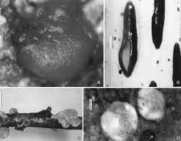 Attēlu rezultāti vaicājumam “Exobasidiales”