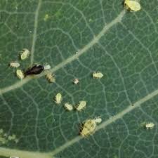 Attēlu rezultāti vaicājumam “Chaitophorus populeti”