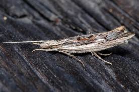 Attēlu rezultāti vaicājumam “Ypsolopha scabrella”