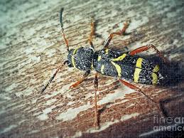 Attēlu rezultāti vaicājumam “Clytus arietis”