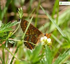 Attēlu rezultāti vaicājumam “Euphydryas maturna upperside”