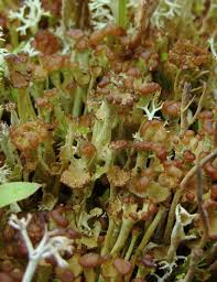 Attēlu rezultāti vaicājumam “Cladonia deformis”
