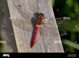 Attēlu rezultāti vaicājumam “Sympetrum sanguineum male”