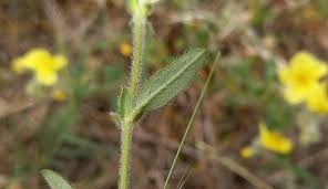 Attēlu rezultāti vaicājumam “Helianthemum nummularium leaf”