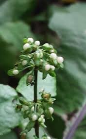 Image result for Rumex sanguineum