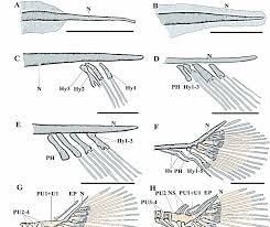 Image result for Rutilus caspicus