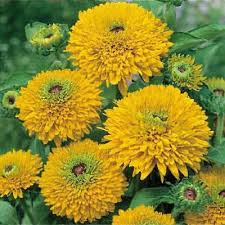 Attēlu rezultāti vaicājumam “Rudbeckia hirta var. pulcherrima flower”