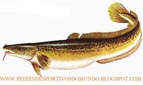 Attēlu rezultāti vaicājumam “Lota lota”