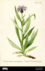 Image result for Flockenblume