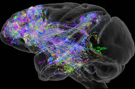 Image result for map of the brain