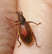 Attēlu rezultāti vaicājumam “Polydrusus mollis”