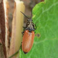 Attēlu rezultāti vaicājumam “Anostirus castaneus”