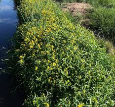 Attēlu rezultāti vaicājumam “Bidens cernua flower”
