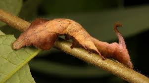 Attēlu rezultāti vaicājumam “Endromidae”