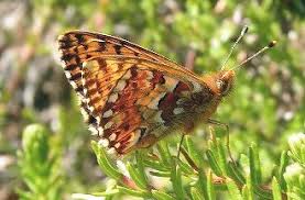 Attēlu rezultāti vaicājumam “Boloria aquilonaris”
