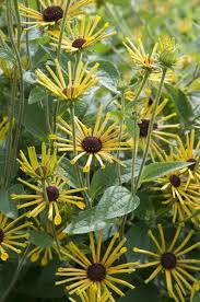 Image result for Rudbeckia